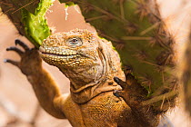 Galapagos land iguana (Conolophus subcristatus) feeding on cactus on North Seymour Island, Galapagos.