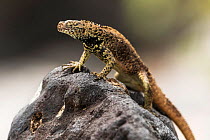 Espanola lava lizard  (Microlophus delanonis) male, endemic to Espanola Island, Galapagos.