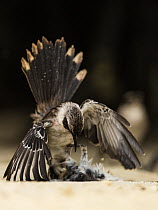 Galapagos mockingbird (Mimus parvulus) in territorial fight on Genovesa Island, Galapagos.