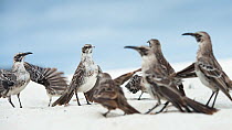 Espanola mockingbirds (Nesomimus macdonaldi) aggression between two groups, Espanola Island, Galapagos.