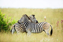 Two  Burchell's zebra (Equus quagga burchellii) mutual grooming with a Cattle egret (Bubulcus ibis) perched on back of one, Rietvlei Nature Reserve, South Africa.