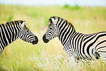 Burchell's zebras (Equus quagga burchellii)  sniffing noses, Rietvlei Nature Reserve, Gauteng Province, South Africa.