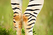 Burchell's zebra (Equus quagga burchellii) close up of legs, Rietvlei Nature Reserve, Gauteng Province, South Africa.