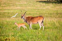 Eland (Taurotragus oryx) mother and calf, Rietvlei Nature Reserve, Gauteng Province, South Africa.