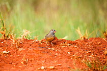 African quailfinch (Ortygospiza fuscocrissa)  Rietvlei Nature Reserve, Gauteng Province, South Africa.