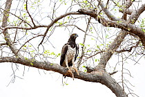 Martial Eagle (Polemaetus bellicosus) perched in tree  with Blackbacked Jackal (Canis mesomelas) prey, Kruger National Park, South Africa
