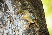 Tree Squirrel (Paraxerus cepapi) on tree trunk,  Kruger National Park, South Africa