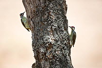 Bennett's woodpeckers (Campethera bennettii) on tree trunk,  Kruger National Park, South Africa