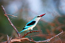 Woodland kingfisher (Halcyon senegalensis) Kruger National Park, South Africa;