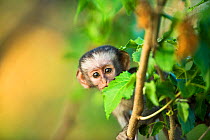 Vervet Monkey (Chlorocebus aethiops) infant peering past leaf, Kruger National Park, South Africa;