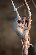Vervet Monkey (Chlorocebus aethiops) mother and infant, Kruger National Park, South Africa;