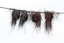 Four Redheaded weaver (Anaplectes rubriceps) bird nests hanging from wire, Kruger National Park, South Africa.