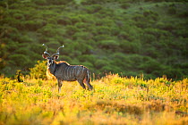 Greater Kudu (Tregalaphus strepsiceros) male, Itala Game Reserve, KwaZulu-Natal Province,  South Africa