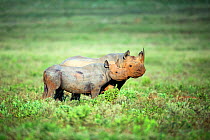 Black rhino (Diceros bicornis) mother and calf, Itala Game Reserve, KwaZulu-Natal Province, South Africa.