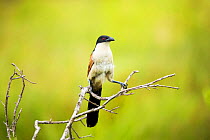 Burchell's Coucal (Centropus burchelli); Isimangaliso Wetland Park; KwaZulu-Natal Province, South Africa.