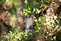 Samango Monkey (Cercopithecus mitis) Isimangaliso Wetland Park, KwaZulu-Natal Province, South Africa