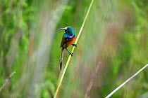 Orange-breasted Sunbird (Anthobaphes violacea) Western Cape Province, South Africa.