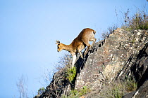 Klipspringer (Oreotragus oreotragus) Swartberg Pass, Western Cape Province, South Africa.