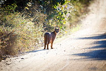 Caracal (Felis caracal) on road in fynbos,  Garden Route National Park, Western Cape Province, South Africa.