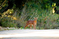 Caracal (Felis caracal) on road in fynbos,  Garden Route National Park, Western Cape Province, South Africa.