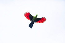 Knysna lourie (Tauraco corythaix) in flight, Garden Route National Park, Western Cape Province,  South Africa;