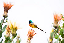 Orange-breasted Sunbird (Anthobaphes violacea) male on protea flower, Garden Route, Western Cape Province, South Africa.