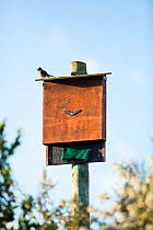Bat House with Cape bulbul (Pycnonotus capensis) perched on top,  Garden Route National Park, Western Cape Province, South Africa.