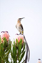 Cape Sugarbird (Promerops cafer) male perched on protea flower, fynbos, Montagu Pass, Western Cape, South Africa.