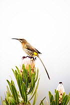 Cape Sugarbird (Promerops cafer) male perched on protea flower, fynbos , Montagu Pass, Western Cape, South Africa.