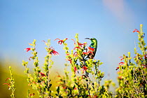 Southern double-collared sunbird (Cinnyris chalybeus) on plant in fynbos, Western Cape Province, South Africa.