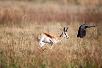 Springbok (Antidorcas marsupialis) scaring Helmeted guineafowl (Numida meleagris) male, Rietvlei Nature Reserve, South Africa