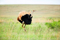 Ostrich (Struthio camelus) male in courtship display, Rietvlei Nature Reserve, South Africa