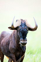 Black wildebeest (Connochaetus gnou) portrait, Rietvlei Nature Reserve, Gauteng Province, South Africa.