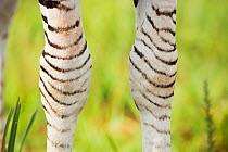 Burchell's zebra (Equus quagga burchellii) close up of knees and legs, Rietvlei Nature Reserve,  South Africa.