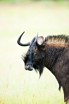 Black wildebeest (Connochaetus gnou)  head profile portrait,  Rietvlei Nature Reserve, South Africa