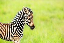 Burchell's zebra (Equus quagga burchellii) calf, Rietvlei Nature Reserve, Gauteng Province,  South Africa