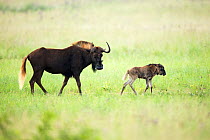 Black wildebeest (Connochaetus gnou) adult with young, Rietvlei Nature Reserve, Gauteng Province, South Africa.
