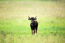 Black Wildebeest (Connochaetus gnou) Rietvlei Nature Reserve,  South Africa