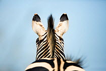 Burchell's zebra (Equus quagga burchellii) rear view of mane and ears, Rietvlei Nature Reserve, Gauteng Province, South Africa.