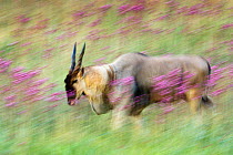 Eland (Taurotragus oryx) male in PomPom weed (Campuloclinium macrocephalum) Rietvlei Nature Reserve, Gauteng Province, South Africa