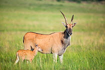 RF - Eland (Taurotragus oryx) mother and baby, Rietvlei Nature Reserve,  South Africa (This image may be licensed either as rights managed or royalty free.)
