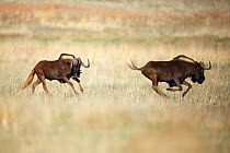 RF - Black wildebeest (Connochaetus gnou) two running, Rietvlei Nature Reserve , South Africa (This image may be licensed either as rights managed or royalty free.)