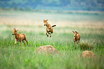 RF - Red hartebeest (Alcelaphus buselaphus) calves playing, one jumping,  Rietvlei Nature Reserve, South Africa (This image may be licensed either as rights managed or royalty free.)