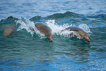 Galapagos sea lions (Zalophus wollebaeki) swimming in the surf, Galapagos.