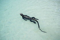 Marine iguana (Amblyrhynchus cristatus) swimming in the shallows,  Santa Cruz Island, Galapagos.