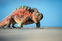 Marine iguana (Amblyrhynchus cristatus), male in full breeding colours Floreana Island, Galapagos.