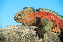 Marine iguana (Amblyrhynchus cristatus), male in full breeding colours Floreana Island, Galapagos.