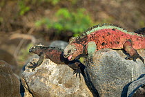 Marine iguana (Amblyrhynchus cristatus), breeding male with smaller, darker females Floreana Island, Galapagos.