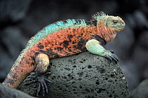 Marine iguana (Amblyrhynchus cristatus), male in full breeding colours Floreana Island, Galapagos.