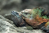 Marine iguana (Amblyrhynchus cristatus), mating Floreana Island, Galapagos.